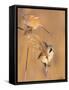 Pair of Bearded reedling perched on reeds, Finland-Jussi Murtosaari-Framed Stretched Canvas