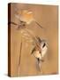 Pair of Bearded reedling perched on reeds, Finland-Jussi Murtosaari-Stretched Canvas