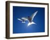 Pair of Birds Soaring Against Sun-Arthur Morris-Framed Premium Photographic Print