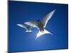 Pair of Birds Soaring Against Sun-Arthur Morris-Mounted Premium Photographic Print