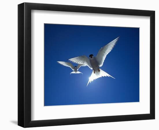 Pair of Birds Soaring Against Sun-Arthur Morris-Framed Photographic Print