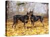 Pair of Black Dobermans-Lynn M^ Stone-Stretched Canvas