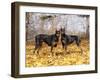 Pair of Black Dobermans-Lynn M^ Stone-Framed Photographic Print