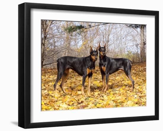 Pair of Black Dobermans-Lynn M^ Stone-Framed Photographic Print