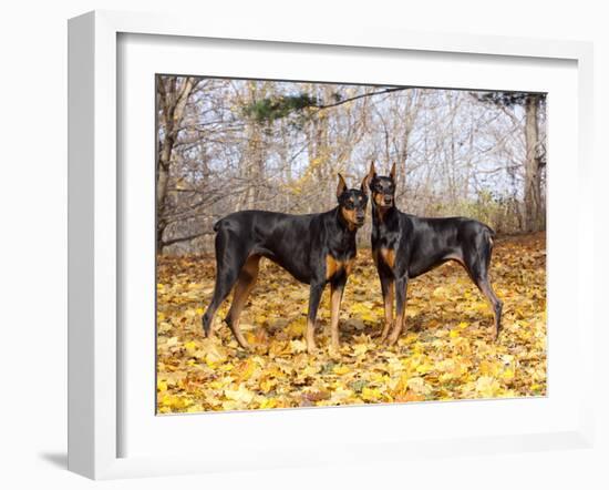 Pair of Black Dobermans-Lynn M^ Stone-Framed Photographic Print