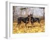 Pair of Black Dobermans-Lynn M^ Stone-Framed Photographic Print