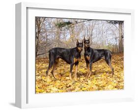 Pair of Black Dobermans-Lynn M^ Stone-Framed Photographic Print