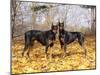 Pair of Black Dobermans-Lynn M^ Stone-Mounted Photographic Print