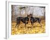 Pair of Black Dobermans-Lynn M^ Stone-Framed Photographic Print