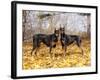 Pair of Black Dobermans-Lynn M^ Stone-Framed Photographic Print