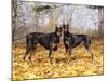 Pair of Black Dobermans-Lynn M^ Stone-Mounted Photographic Print