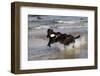 Pair of Black Female Labrador Retrievers Vying for Control of a Training Bumper in Ocean Surf-Lynn M^ Stone-Framed Photographic Print