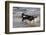 Pair of Black Female Labrador Retrievers Vying for Control of a Training Bumper in Ocean Surf-Lynn M^ Stone-Framed Photographic Print