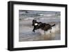 Pair of Black Female Labrador Retrievers Vying for Control of a Training Bumper in Ocean Surf-Lynn M^ Stone-Framed Photographic Print