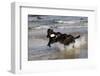 Pair of Black Female Labrador Retrievers Vying for Control of a Training Bumper in Ocean Surf-Lynn M^ Stone-Framed Photographic Print