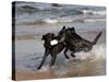 Pair of Black Labrador Retrievers with Training Bumper-Lynn M^ Stone-Stretched Canvas