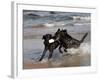 Pair of Black Labrador Retrievers with Training Bumper-Lynn M^ Stone-Framed Photographic Print