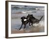 Pair of Black Labrador Retrievers with Training Bumper-Lynn M^ Stone-Framed Photographic Print