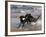 Pair of Black Labrador Retrievers with Training Bumper-Lynn M^ Stone-Framed Photographic Print