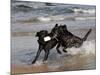 Pair of Black Labrador Retrievers with Training Bumper-Lynn M^ Stone-Mounted Photographic Print