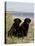 Pair of Black Labrador Retrievers-Lynn M^ Stone-Stretched Canvas