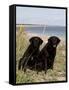 Pair of Black Labrador Retrievers-Lynn M^ Stone-Framed Stretched Canvas