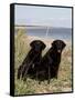 Pair of Black Labrador Retrievers-Lynn M^ Stone-Framed Stretched Canvas