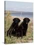 Pair of Black Labrador Retrievers-Lynn M^ Stone-Stretched Canvas