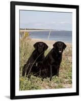 Pair of Black Labrador Retrievers-Lynn M^ Stone-Framed Photographic Print