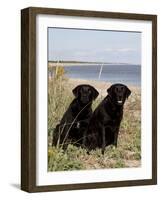 Pair of Black Labrador Retrievers-Lynn M^ Stone-Framed Photographic Print