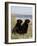 Pair of Black Labrador Retrievers-Lynn M^ Stone-Framed Photographic Print