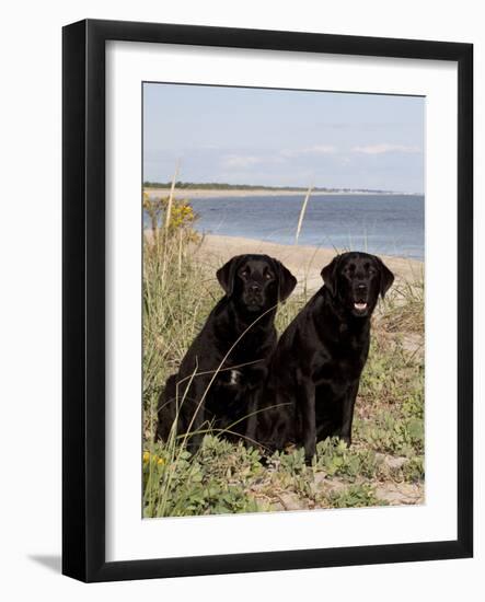 Pair of Black Labrador Retrievers-Lynn M^ Stone-Framed Photographic Print