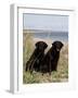 Pair of Black Labrador Retrievers-Lynn M^ Stone-Framed Photographic Print