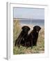 Pair of Black Labrador Retrievers-Lynn M^ Stone-Framed Photographic Print