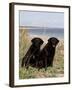 Pair of Black Labrador Retrievers-Lynn M^ Stone-Framed Photographic Print