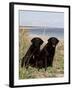 Pair of Black Labrador Retrievers-Lynn M^ Stone-Framed Photographic Print