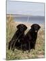 Pair of Black Labrador Retrievers-Lynn M^ Stone-Mounted Photographic Print