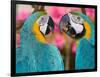 Pair of blue and gold macaws engaged in conversation, Baluarte Zoo, Vigan, Ilocos Sur, Philippines-null-Framed Photographic Print