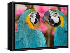 Pair of blue and gold macaws engaged in conversation, Baluarte Zoo, Vigan, Ilocos Sur, Philippines-null-Framed Stretched Canvas