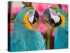 Pair of blue and gold macaws engaged in conversation, Baluarte Zoo, Vigan, Ilocos Sur, Philippines-null-Stretched Canvas