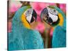 Pair of blue and gold macaws engaged in conversation, Baluarte Zoo, Vigan, Ilocos Sur, Philippines-null-Stretched Canvas