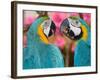 Pair of blue and gold macaws engaged in conversation, Baluarte Zoo, Vigan, Ilocos Sur, Philippines-null-Framed Photographic Print