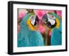 Pair of blue and gold macaws engaged in conversation, Baluarte Zoo, Vigan, Ilocos Sur, Philippines-null-Framed Photographic Print