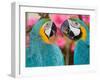 Pair of blue and gold macaws engaged in conversation, Baluarte Zoo, Vigan, Ilocos Sur, Philippines-null-Framed Photographic Print