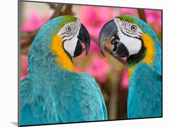 Pair of blue and gold macaws engaged in conversation, Baluarte Zoo, Vigan, Ilocos Sur, Philippines-null-Mounted Photographic Print