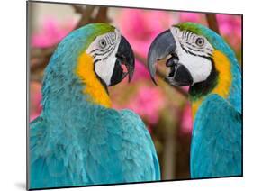 Pair of blue and gold macaws engaged in conversation, Baluarte Zoo, Vigan, Ilocos Sur, Philippines-null-Mounted Photographic Print