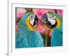 Pair of blue and gold macaws engaged in conversation, Baluarte Zoo, Vigan, Ilocos Sur, Philippines-null-Framed Photographic Print