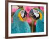 Pair of blue and gold macaws engaged in conversation, Baluarte Zoo, Vigan, Ilocos Sur, Philippines-null-Framed Photographic Print