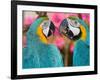 Pair of blue and gold macaws engaged in conversation, Baluarte Zoo, Vigan, Ilocos Sur, Philippines-null-Framed Photographic Print