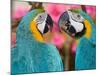 Pair of blue and gold macaws engaged in conversation, Baluarte Zoo, Vigan, Ilocos Sur, Philippines-null-Mounted Photographic Print